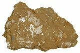 Ordovician Kukersite Oil Shale with Bryozoan Fossils - Russia #369564-2